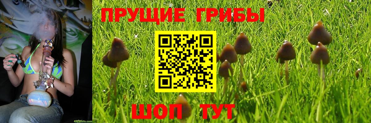 Галлюциногенные грибы Psilocybine cubensis  где можно купить   Северск  Вход с VPN 